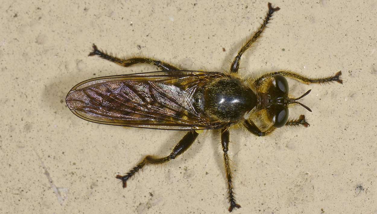 Choerades sp.